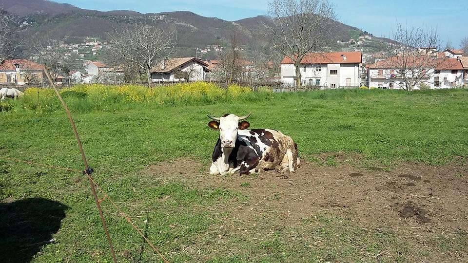 Гостевой дом Agriturismo Sentiero Dei Sapori Аджерола Экстерьер фото