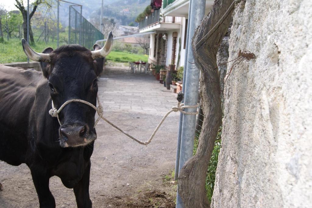 Гостевой дом Agriturismo Sentiero Dei Sapori Аджерола Экстерьер фото